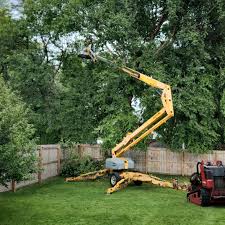 Best Tree Risk Assessment  in Elizabeth Lake, CA