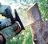 Best Tree Preservation Services  in Elizabeth Lake, CA