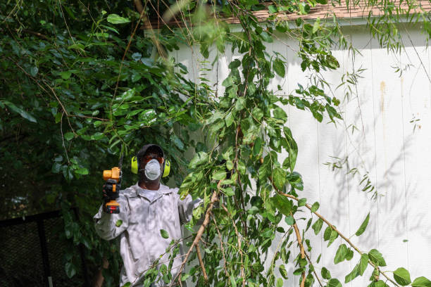 Best Pest Control for Lawns  in Elizabeth Lake, CA