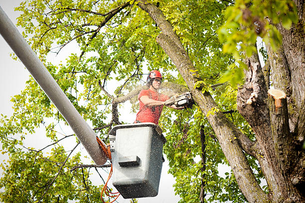 Best Hazardous Tree Removal  in Elizabeth Lake, CA