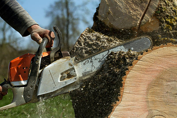 How Our Tree Care Process Works  in  Elizabeth Lake, CA